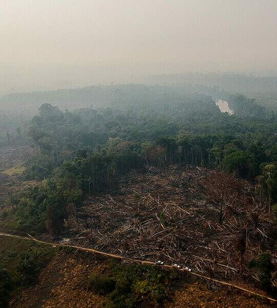 Estudo inédito relaciona desmatamento na Amazônia ao aumento da anemia em crianças da região