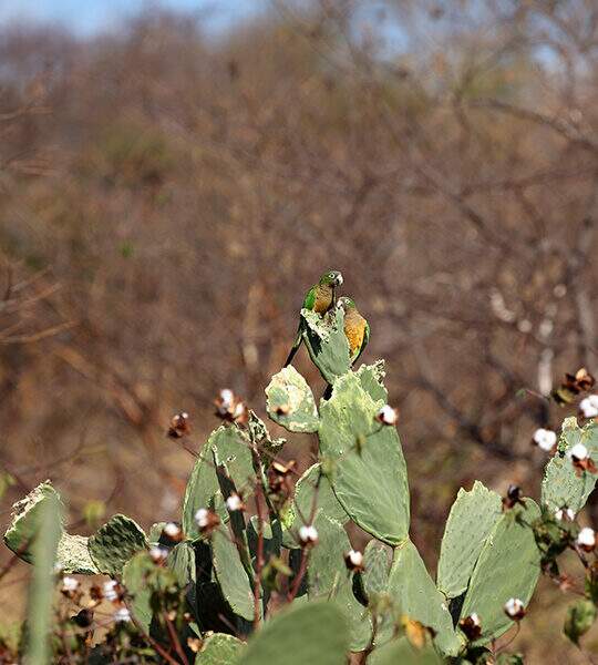 With the threat of desertification, restoration of the Caatinga is essential to protect biodiversity