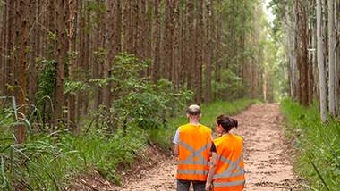 Rigor em licenças ambientais e apoio à educação ambiental podem ser a solução para proteger as florestas