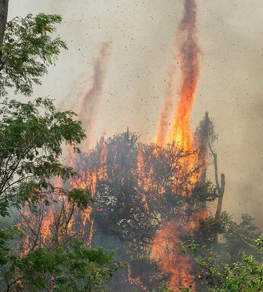 Incendios en el Pantanal: el Parque Estatal Encontro das Águas, principal refugio de jaguares, es la zona más afectada