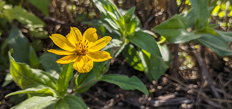 Flores da caatinga. Conservação ambiental. Foto? Adobe Stock