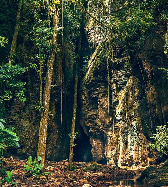 Atlas da Mata Atlântica mostra que o desmatamento na floresta tem reduzido nos últimos anos