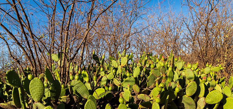 Cactos fazem parte da vegetação do semiárido. Foto: Adobe Stock