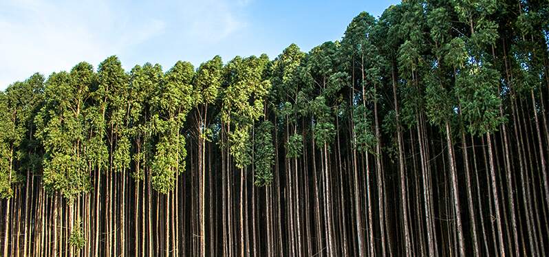 Floresta plantada de eucalipto usada pela indústria de celulose. Foto: Adobe Stock