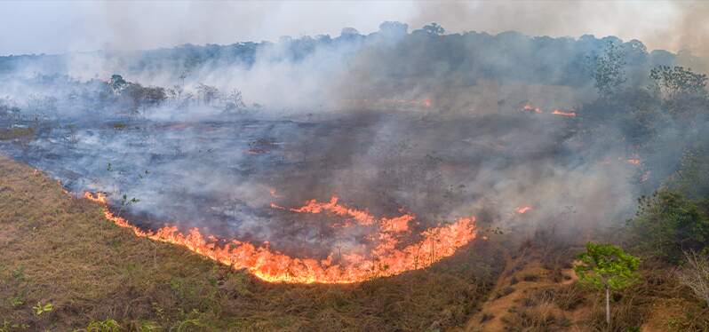 Na imagem, uma vegetação aparece em chamas, cercada por densas nuvens de fumaça