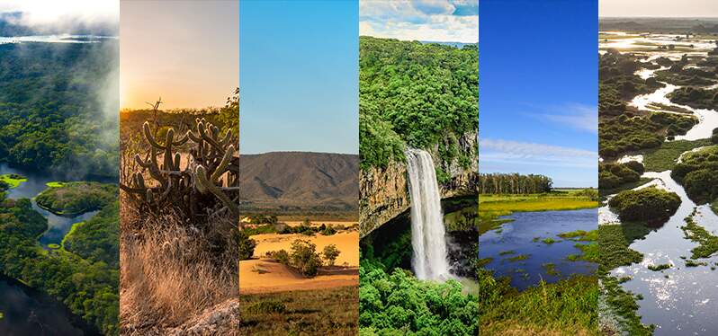 Biomas do Brasil. Foto: Adobe Stock