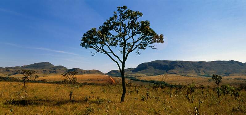 Árvore em meio ao Cerrado. Foto: Adobe Stock