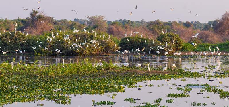 Passsáros sobrevoando o Pantanal. Foto: Adobe Stock