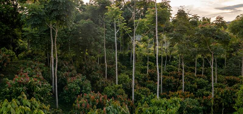 A imagem mostra uma vegetação, marcada por árvores de troncos finos e alongados