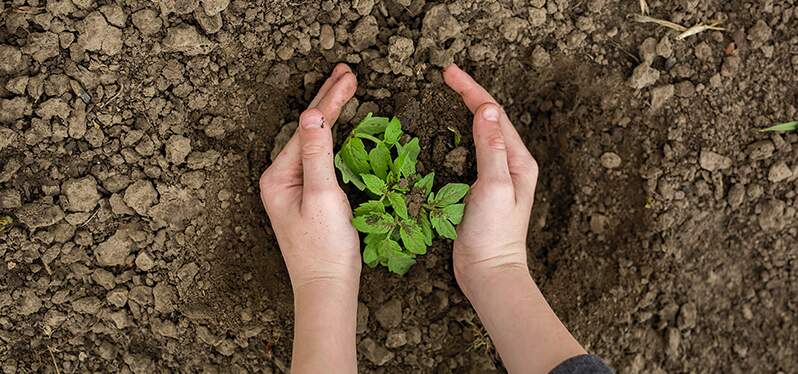 Mãos em volta de muda de planta na terra. Foto: Adobe Stock